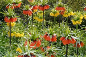 coltivare i bulbi - Fritillaria