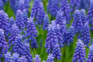 bulbi autunnali - Muscari