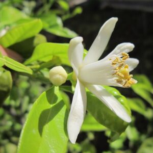 il limone