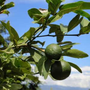 coltivare il limone