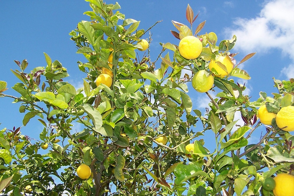 coltivare il limone