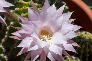coltivare le piante grasse - Echinopsis
