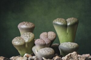 coltivare le piante grasse - Lithops
