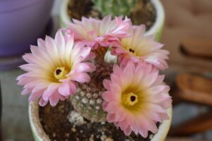 coltivare le piante grasse - Notocactus