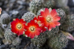 coltivare le piante grasse - Rebutia cajasensis