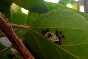 eliminare la Cimice asiatica