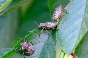 eliminare la Cimice asiatica