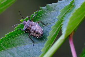eliminare la Cimice asiatica