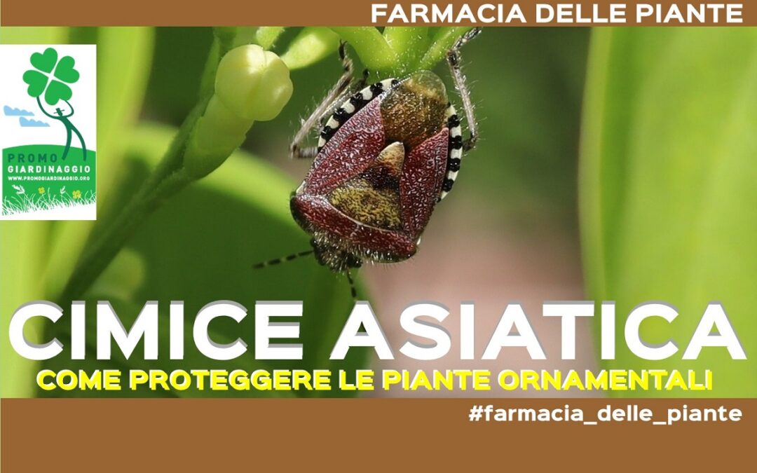 eliminare la Cimice asiatica