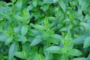 coltivare la Menta