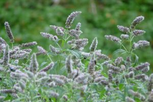 coltivare la Menta - Mentha longifolia