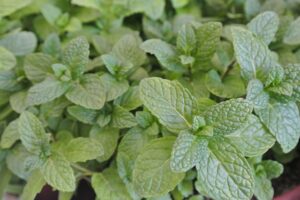coltivare la Menta - Mentha piperita