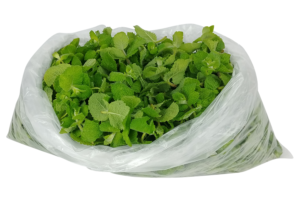 coltivare la Menta - Mentha suaveolens