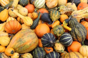 coltivare le Zucche