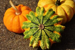 coltivare le Zucche