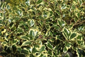 coltivare un Agrifoglio - Foglie bordate