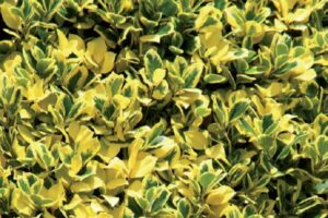 coltivare un Agrifoglio - Foglie variegate