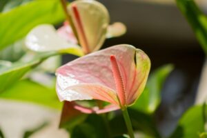 coltivare un Anthurium