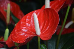 coltivare un Anthurium