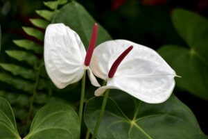 coltivare un Anthurium