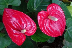 coltivare un Anthurium