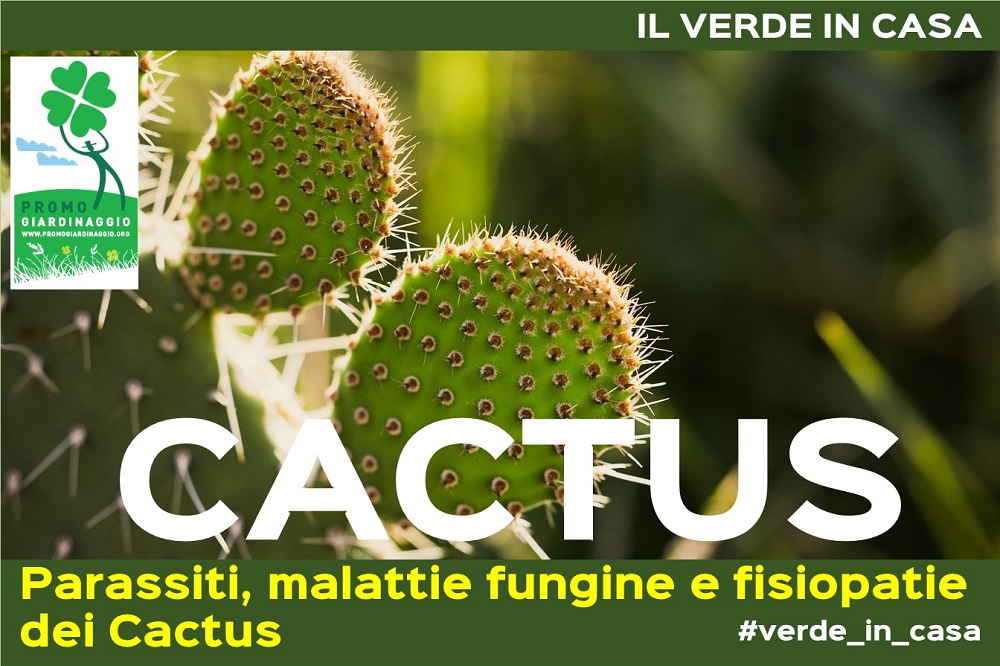 curare i Cactus