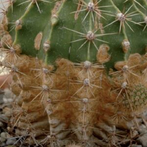 curare i Cactus