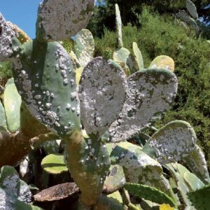 curare i Cactus