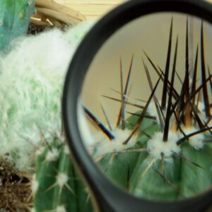 curare i Cactus