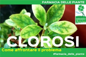 curare la Clorosi