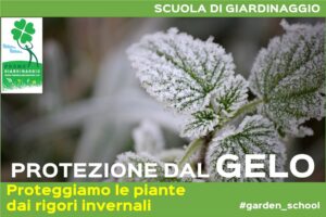proteggere le piante dal gelo