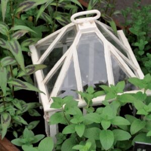 proteggere le piante dal gelo - Campana per giardino in vetro