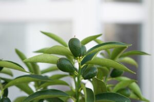 coltivare il Kumquat