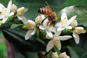 coltivare il Kumquat