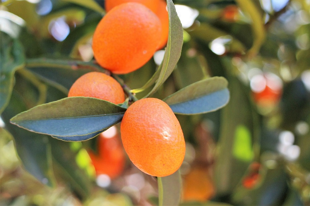 coltivare il Kumquat
