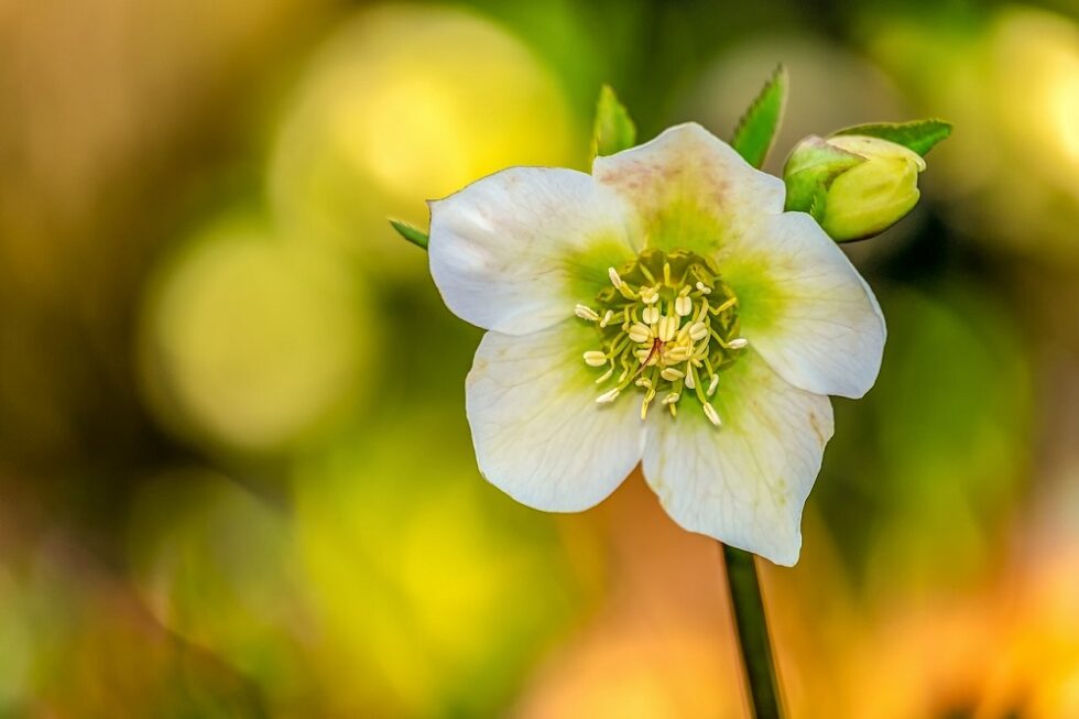 Come coltivare un Elleboro la Rosa di Natale Promogiardinaggio