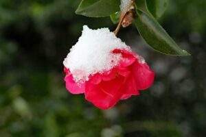 piante per il terrazzo in inverno - Camelia