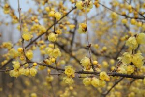 piante per il terrazzo in inverno - Chimonanthus praecox
