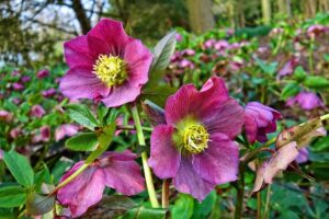 piante per il terrazzo in inverno - Elleboro