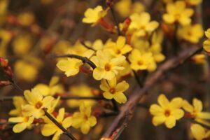 piante per il terrazzo in inverno - Gelsomino invernale