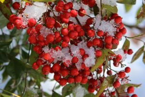 piante per il terrazzo in inverno - Nandina