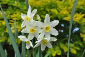 piante per il terrazzo in inverno - Narcisi