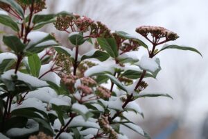 piante per il terrazzo in inverno - Viburnum tinus