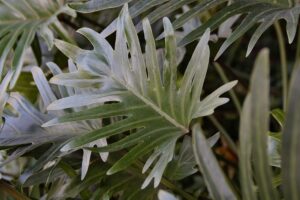 coltivare il Filodendro - Philodendron Xanadu