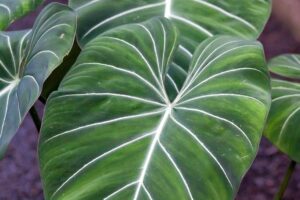 coltivare il Filodendro - Philodendron gloriosum