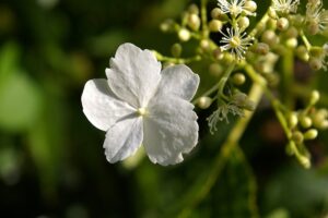 coltivare una Ortensia rampicante