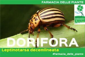 Come eliminare la Dorifora