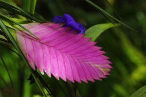 coltivare la Tillandsia cyanea
