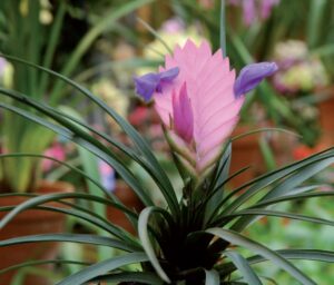 coltivare la Tillandsia cyanea - Tillandsia cyanea