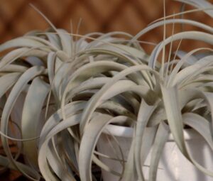 coltivare la Tillandsia cyanea - Tillandsia xerographica